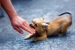 dog bite compensation claim needed because dog bit the person.